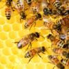 Damit Bienen nicht erfrieren: smarte Hightech Wabe aus Graz